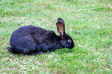 Rabbit graze in the meadow. One rabbit is sitting in the green grass. The other rabbit is standing on its hind legs. Rabbits among the grass on a summer day. 
