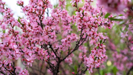 Blooming cherry tree with pink flowers growing in garden in spring. Japanese cherry or sakura or cherry blossom
