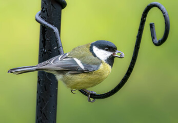 Great tit, parus major with a seed in beak close up