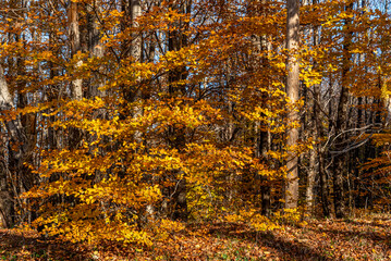 Paesaggio di montagna con colori caldi autunnali