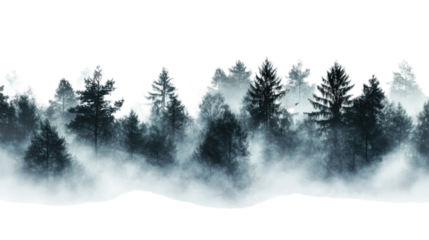 Landscape of a foggy coniferous forest, transparent background