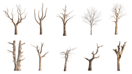 Diverse tree silhouettes against a transparency background nature scene digital art outdoor environment artistic viewpoint