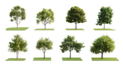 Diverse tree varieties on transparency background nature scene graphic design outdoor setting artistic viewpoint