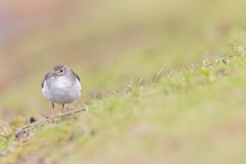 A rare spotted sandpiper (Actitis macularius) photographed at a low point of view.
