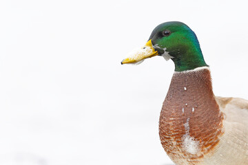 A portrait of a male (Anas platyrhynchos) in front of a white background.
