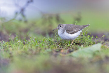 A rare spotted sandpiper (Actitis macularius) photographed at a low point of view.