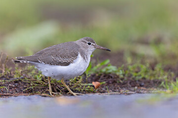 A rare spotted sandpiper (Actitis macularius) photographed at a low point of view.