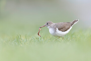 A rare spotted sandpiper (Actitis macularius) eating a worm.