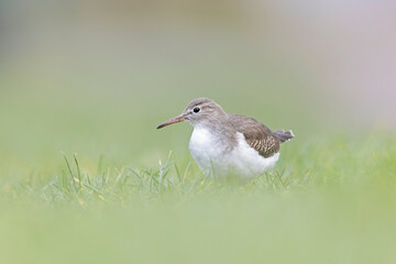 A rare spotted sandpiper (Actitis macularius) photographed at a low point of view.
