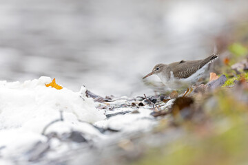 A rare spotted sandpiper (Actitis macularius) photographed at a low point of view.