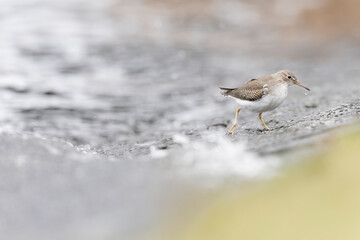 A rare spotted sandpiper (Actitis macularius) photographed at a low point of view.