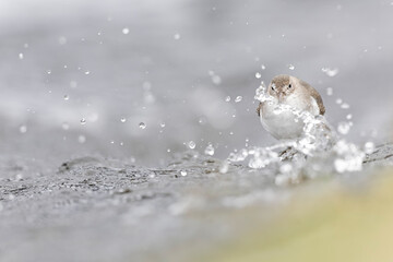A rare spotted sandpiper (Actitis macularius) photographed at a low point of view.
