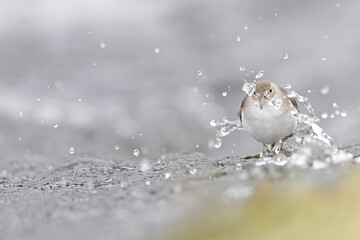A rare spotted sandpiper (Actitis macularius) photographed at a low point of view.