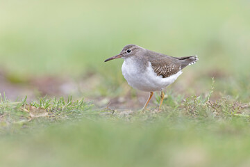 A rare spotted sandpiper (Actitis macularius) photographed at a low point of view.