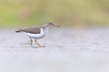 A rare spotted sandpiper (Actitis macularius) photographed at a low point of view.