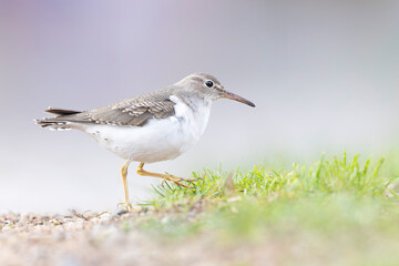 A rare spotted sandpiper (Actitis macularius) photographed at a low point of view.
