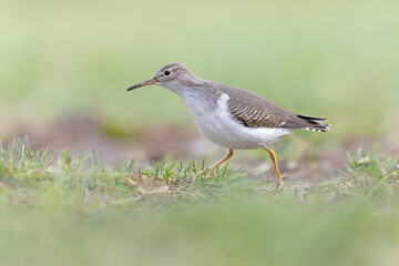 A rare spotted sandpiper (Actitis macularius) photographed at a low point of view.