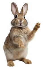 Fototapeta premium PNG Rodent mammal animal rabbit.