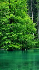 Obraz premium Tranquil lake surrounded by a lush forest, reflecting the serene natural beauty and calm atmosphere.