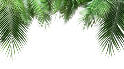 Lush green palm leaves tropical paradise nature image transparency background close-up view serenity concept