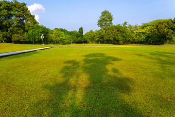 Green meadow grass with tropical tree forest sunrise city park