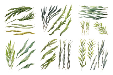 Fototapeta premium Seaweed Collection Watercolor Collection Bundle Set Isolated on a Transparent Background