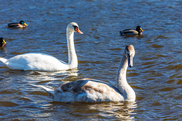 white young swans in lake with blue dark background