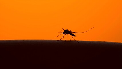 mosquito