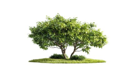 Lush green tree in nature scene vibrant environment isolated viewpoint serenity concept