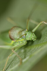 beautiful macro flowers in the garden