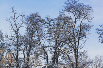 snow covered tree branches in a park