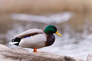 kaczka krzyżówka stojąca na brzegu stawu © Piotr