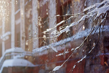snow covered tree branches in a park