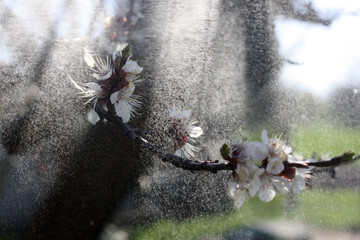 beautiful flowers on a tree