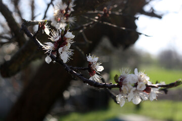 beautiful flowers on a tree
