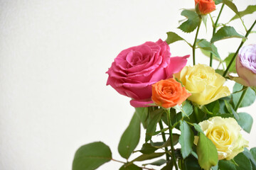 カラフルな薔薇