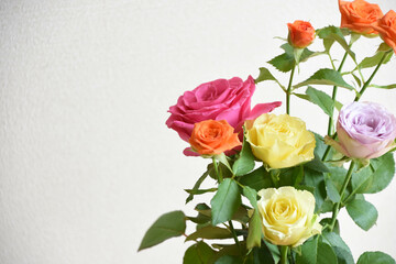 カラフルな薔薇