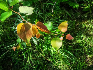 Spring background. Spring vegetation close-up on a sunny day.