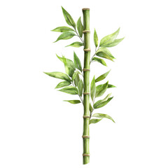 Fototapeta premium A vibrant bamboo branch with lush green leaves, showcasing intricate details against a white background, perfect for nature-themed projects.