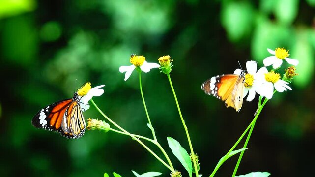 Thai butterfly in garden garden summer flower and butterfly flower butterfly flower butterfly