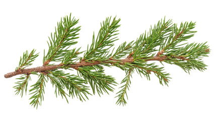 Fototapeta premium Conifer branch, transparent background