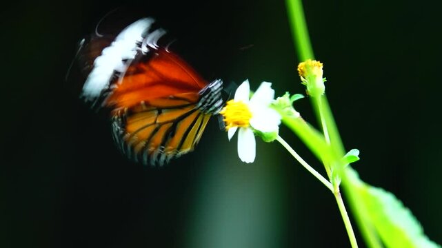 Thai butterfly in garden garden summer flower and butterfly flower butterfly flower butterfly