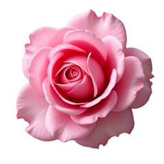 Pink rose with a spiral center on black background or Single pink flower in bloom