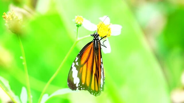 Thai butterfly in garden garden summer flower and butterfly flower butterfly flower butterfly