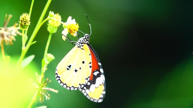 Thai butterfly in garden garden summer flower and butterfly flower butterfly flower butterfly