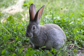 rabbit on the grass
