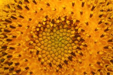 beautiful sunflower in the field