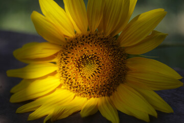Obraz premium beautiful sunflower in the field