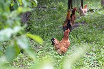 chicken on the farm
