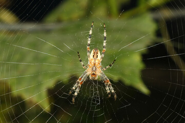 spider web on the tree